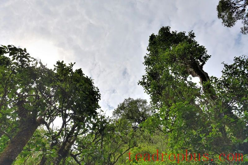 Cangjiang East Bank at Agan Mountain, the Camellia and Tea Aroma Fill the Air-9