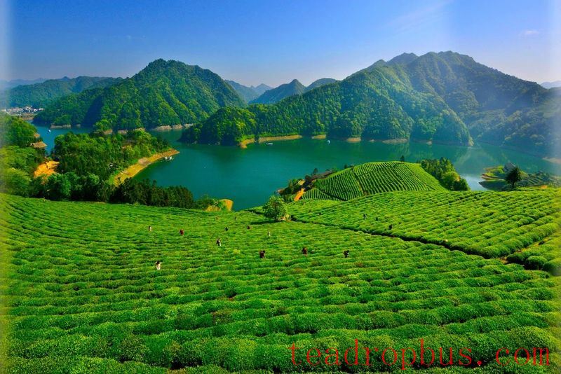Anhua Black Tea: A Thousand Years of Tea Tradition, Writing a New Chapter-1