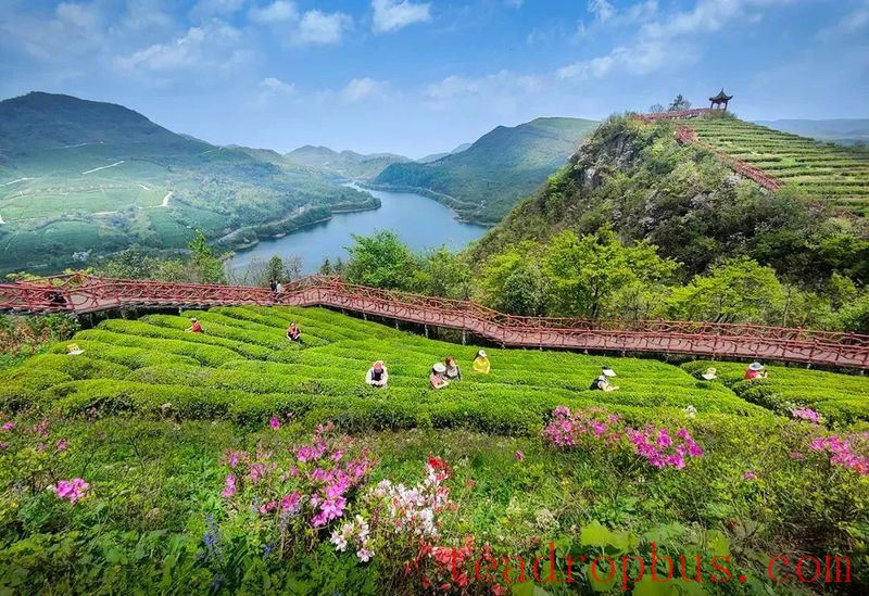 # Du Yun: Capitalizing on Tea to Boost the Dy Maojian Brand-5