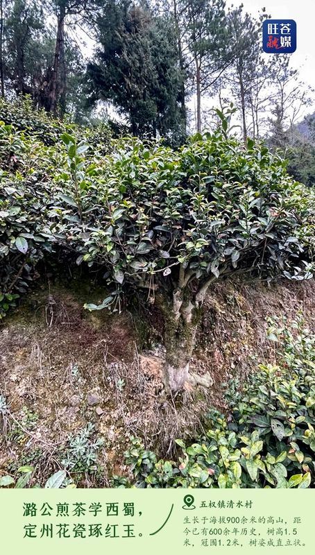 Encounter: Ancient Tea Trees in Wangcang-6