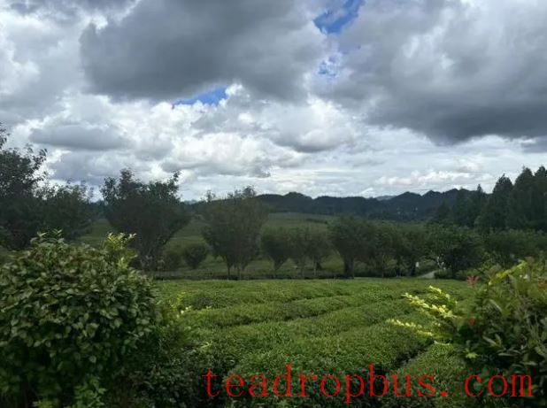 Spring, Summer, and Autumn Tea Harvests: What Has This Tea-Producing County Done Right to Break Into the New Tea Beverage Market?-1