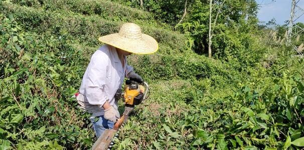 Summer Tea Garden Management Techniques-5