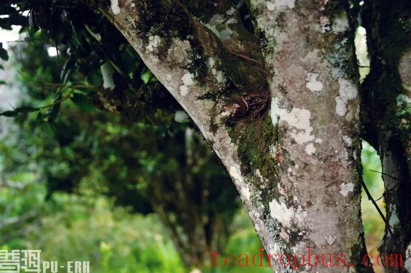 Tips for Identifying Ancient Tree Tea-1