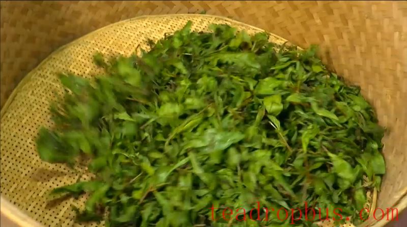 The Traditional Skills for Producing Anxi Tieguanyin Tea Successfully Included in the UNESCO Representative List of the Intangible Cultural Heritage of Humanity-8