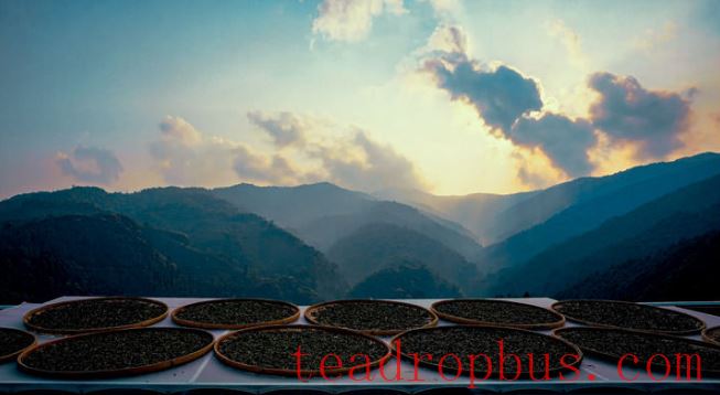 Tea Tales: The Homeland of Tea-3