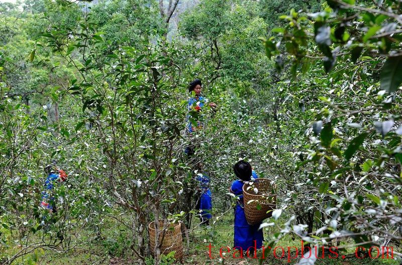 A Brief Discussion on Yiwu: Characteristics of Yiwu Ancient Tree Tea-4