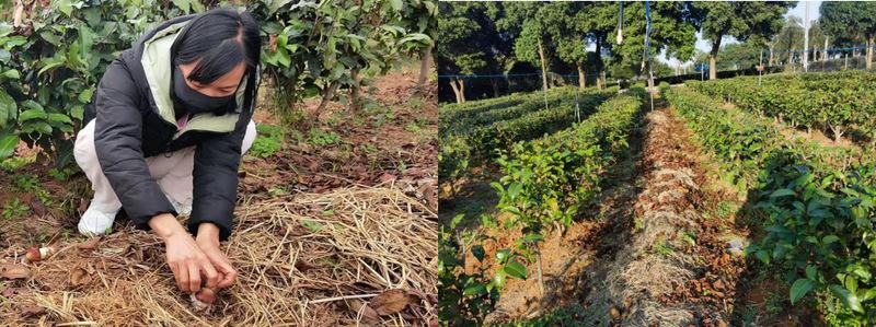 How Tea Production Can Cope with Severe Cold Weather-1