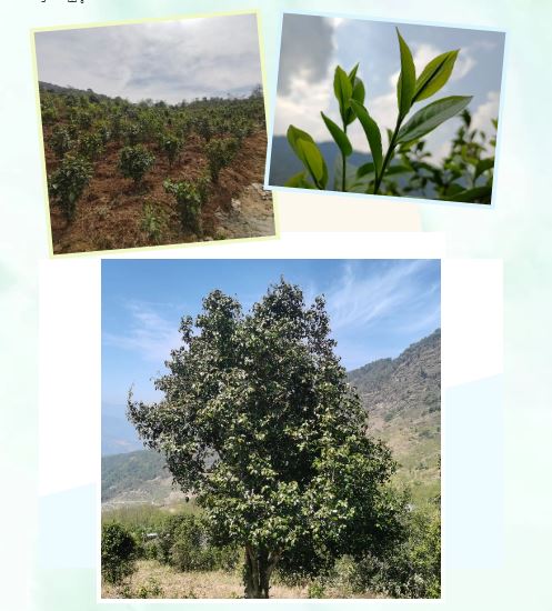 Mawan Town Strengthens Its Industry with a Thousand-Mu Organic Tea Garden, Promoting Integrated Development of Tea Tourism for Increased Income-2