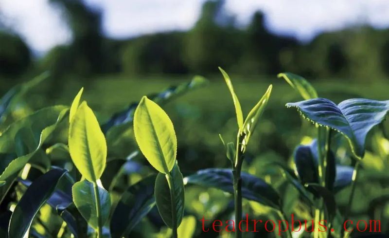 A Discussion on the Withering Technique in White Tea-4