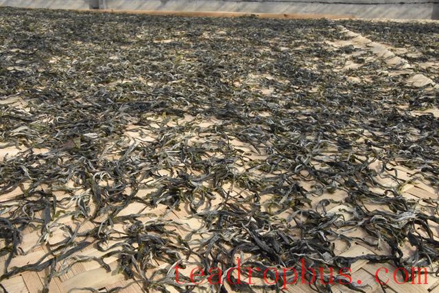 What is Yunnan Sun-Dried Green Tea?-3