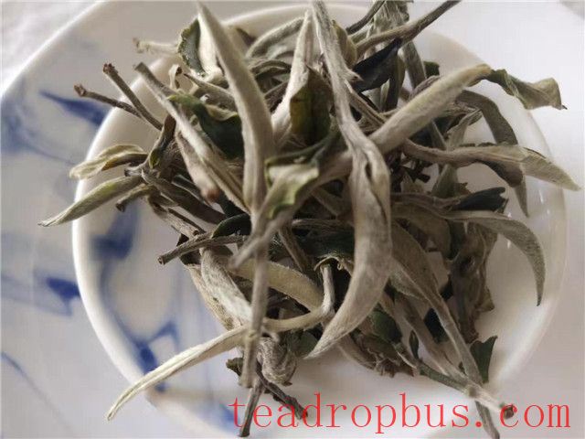 When in Doubt About Which Tea to Choose, Start with White Tea-2