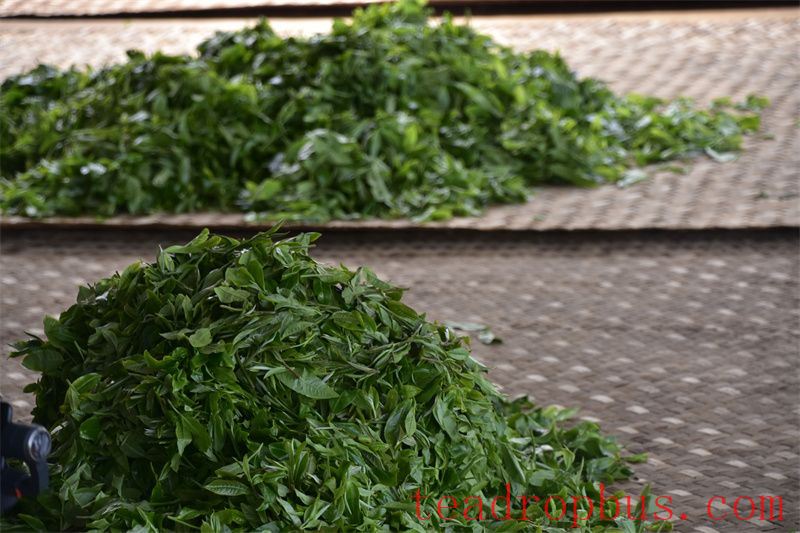 Kill-green: The Prelude to the Metamorphosis from Fresh Leaf to Tea-1