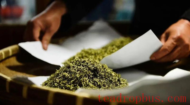 The Story Behind the Harvest and Production of Biluochun Tea-11