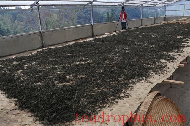 Sun-Drying: All Things Grow with the Sun, Pu'er Transforms with Sunlight-2