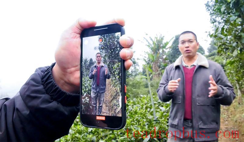 Malipo County: Ascend Spring Mountains to Harvest Spring Tea, Embark on a Quest for the 