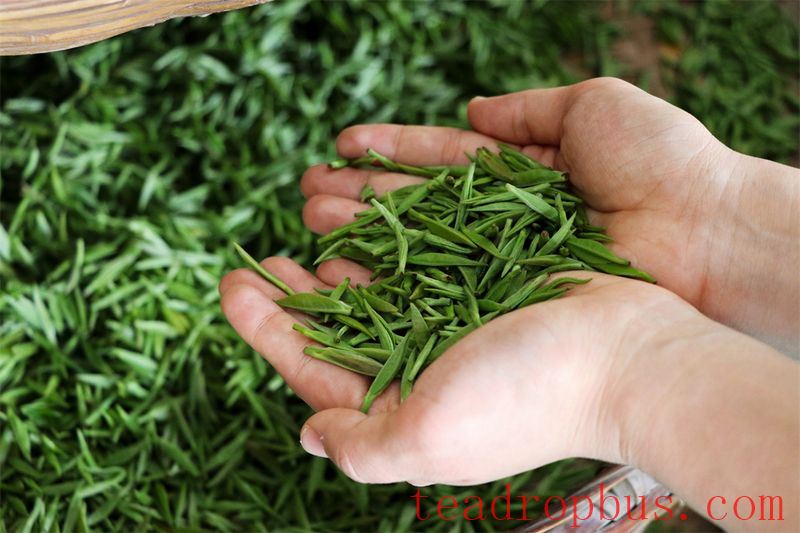Hanbin in April: The Fragrance of Shaanxi Tea-4