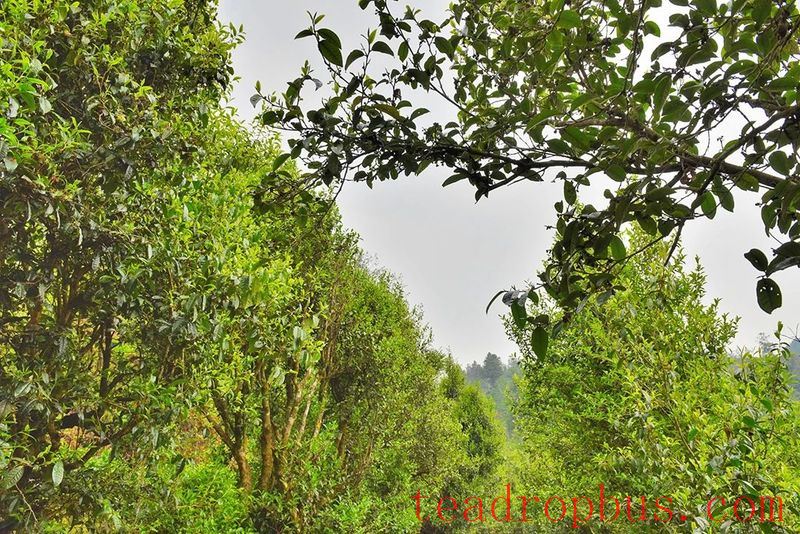 Changning Refuses to be the Forgotten One, Forging a New Path in Tea-5