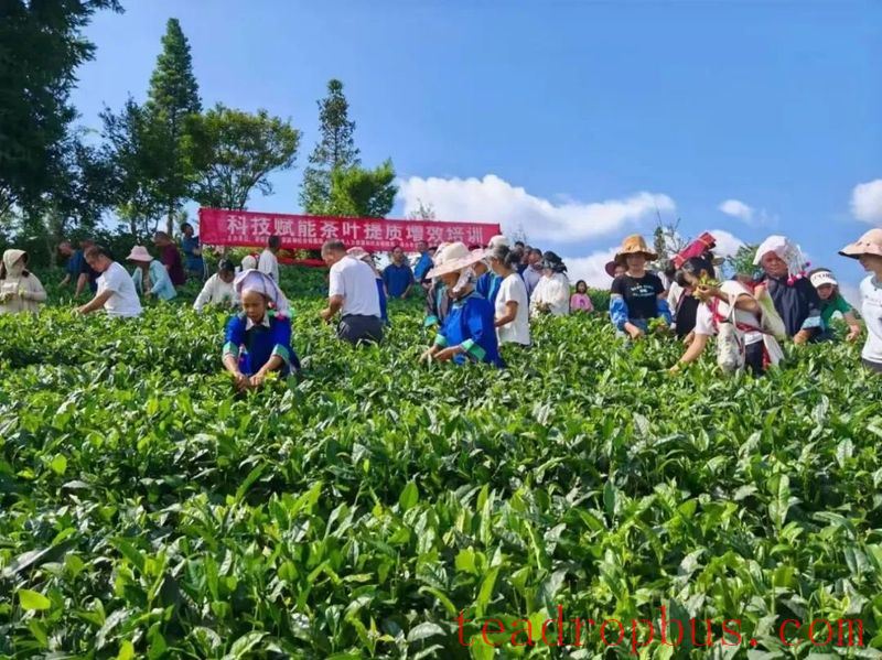 Puan County: Skills Training Delivered to Villages Boosts Tea Industry for Higher Income-1