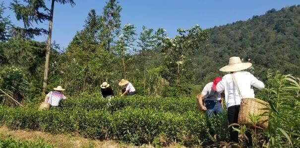 Summer Tea Garden Management Techniques-3
