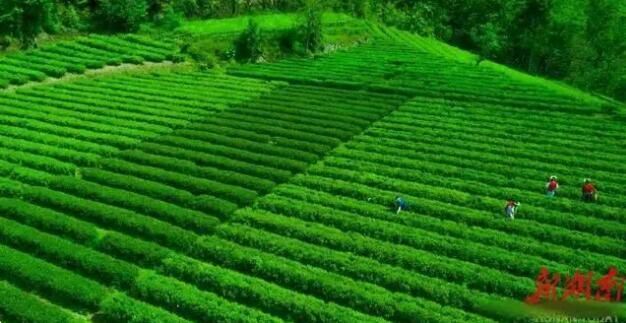 Tea at Xikou-1