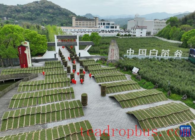 Fujian's Mountains Yield Tea Leaves, Scent Travels Thousands of Miles-9