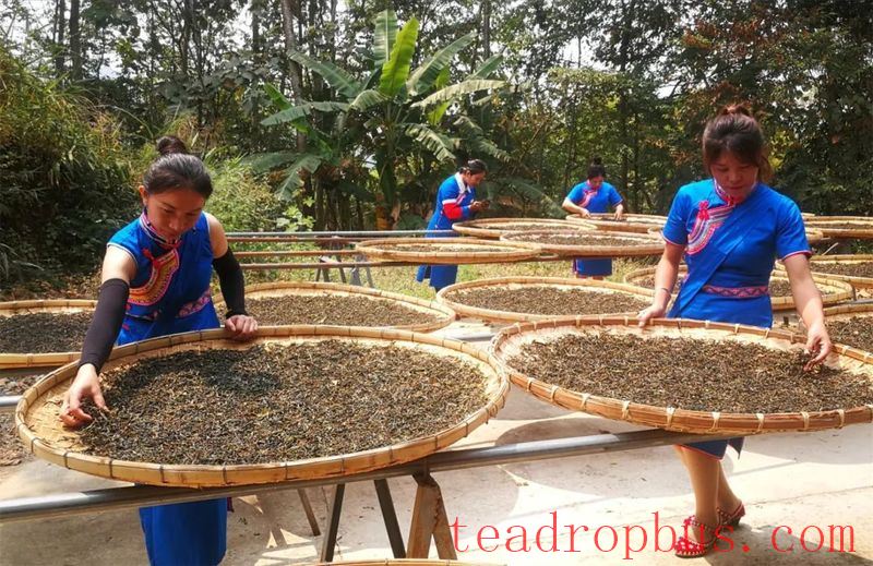 Yiwu Town's Gaoshan Village: The Fragrant Path of Happiness Paved by the 