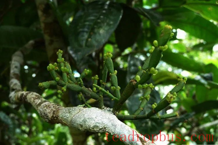 Puer Tea's Perfect Companion: 