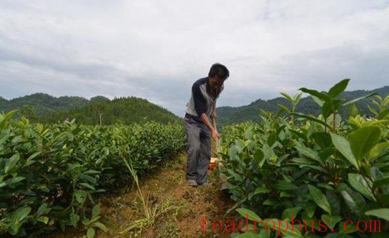 Tea Garden Management: Tea Garden Cultivation Techniques - Cultivation During the Production Season-3