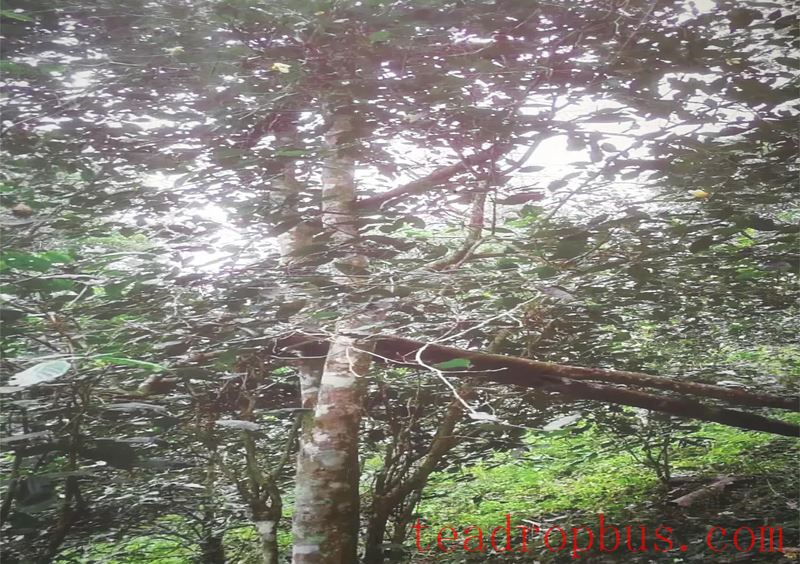 Exploring the Historical Imprints and Savoring the Aroma of Tea – Revisiting the Ancient Tea Mountain of Luoshuikong-1