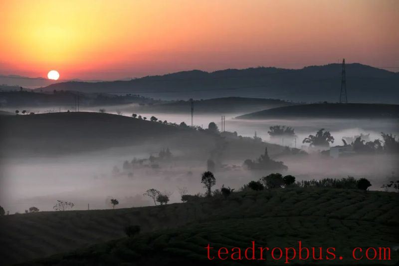 Tea Fragrance in Xishuangbanna: Dadaogang Tens-of-Thousands Mu Tea Garden-1