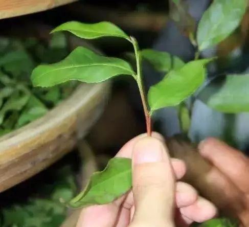 A Brief Discussion on the Shaking Process in Oolong Tea-3