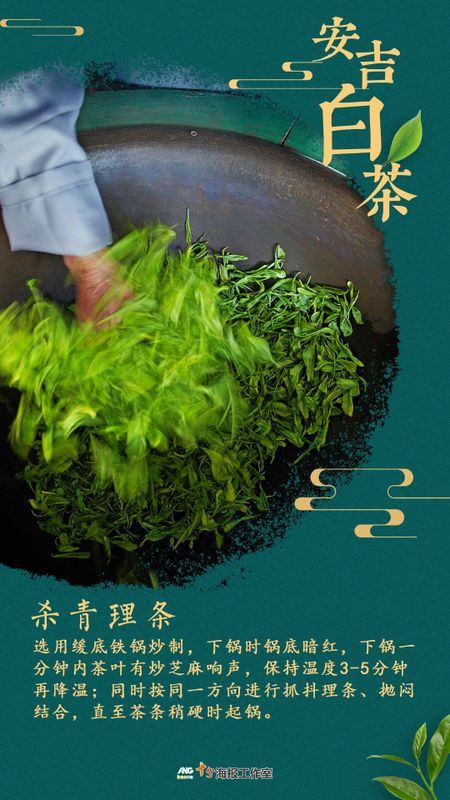 How is a high-quality Anji White Tea born?-3