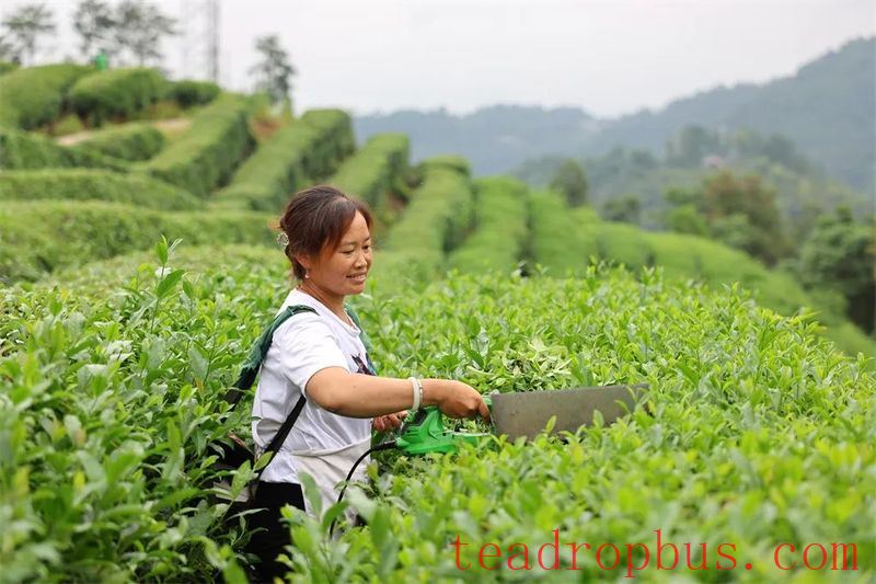 New Production Line Boosts Yunnian Tea Industry's Rising Popularity-3