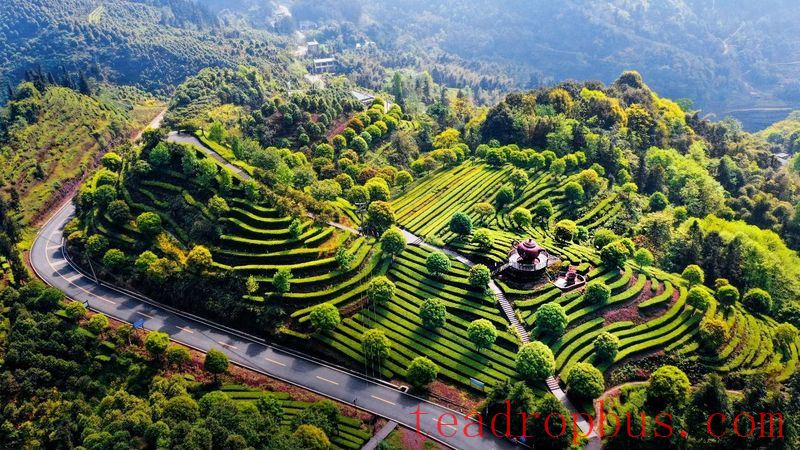 The Millennium Tea Land — Gao County-4