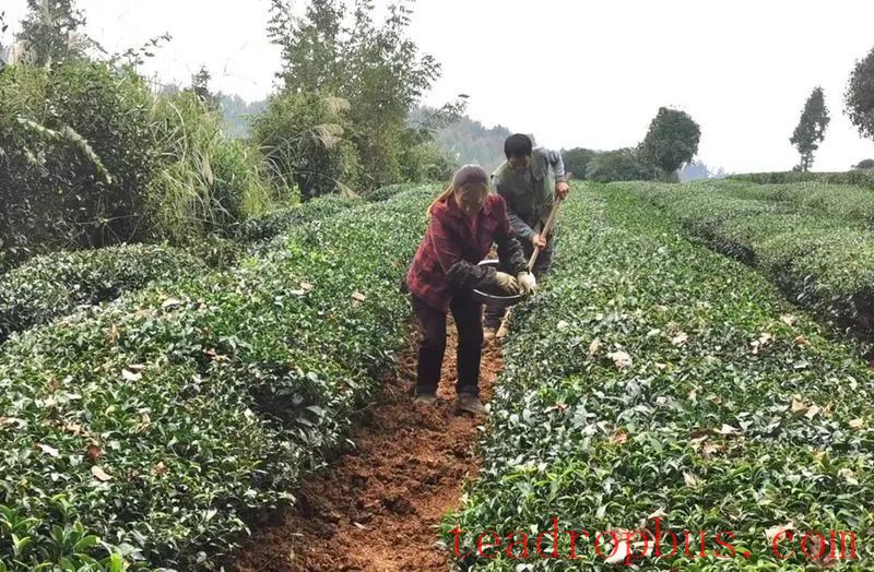 The Late Spring Cold Snap Has Arrived: Suggestions for Hubei Tea Gardens to Cope and Manage After the Disaster - Recommended to Save!-4