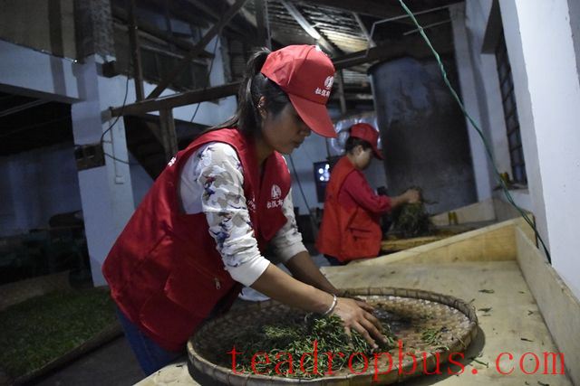 Purpose of Puer Tea Rolling-3