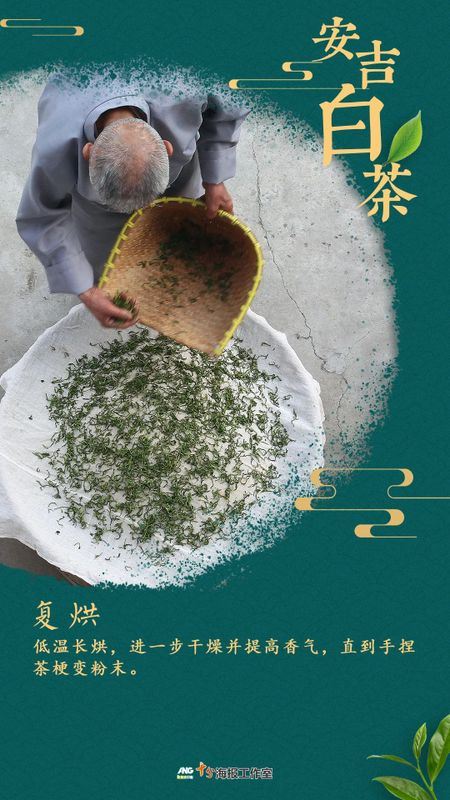 How is a high-quality Anji White Tea born?-6