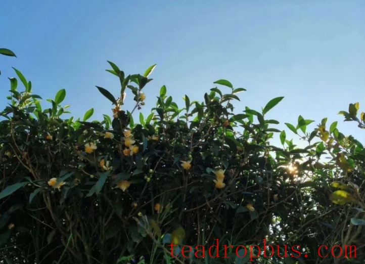 Deep, Intermediate, and Shallow Cultivation in Tea Gardens-1