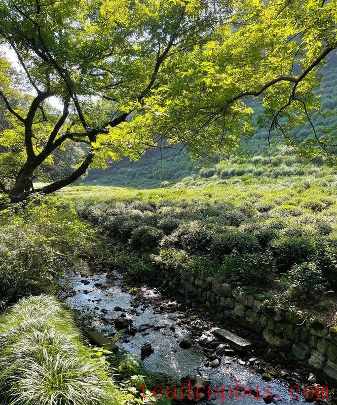 Why Have the Tea Mountains of Hangzhou Become a Popular Hiking Spot for Young People?-2
