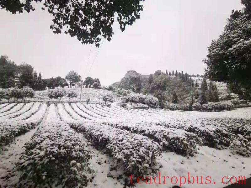 While Enjoying the Snowy Scenery, Don't Forget to Take Anti-freeze Measures for Your Tea Gardens!-3