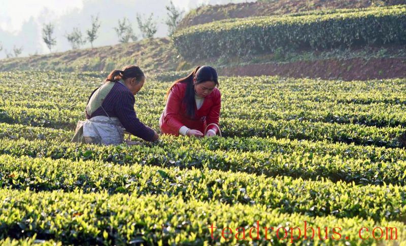 The Millennium Tea Land — Gao County-6