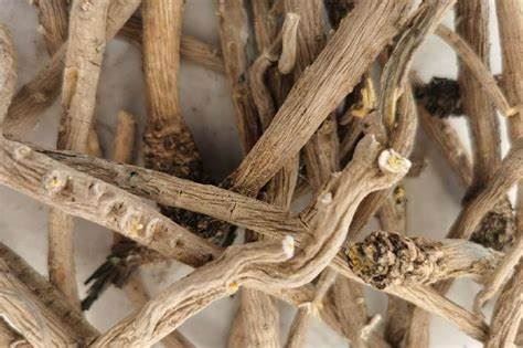 The Amazing Effects of Drinking Banlangen Tea: Why You Should Give It a Try!-1