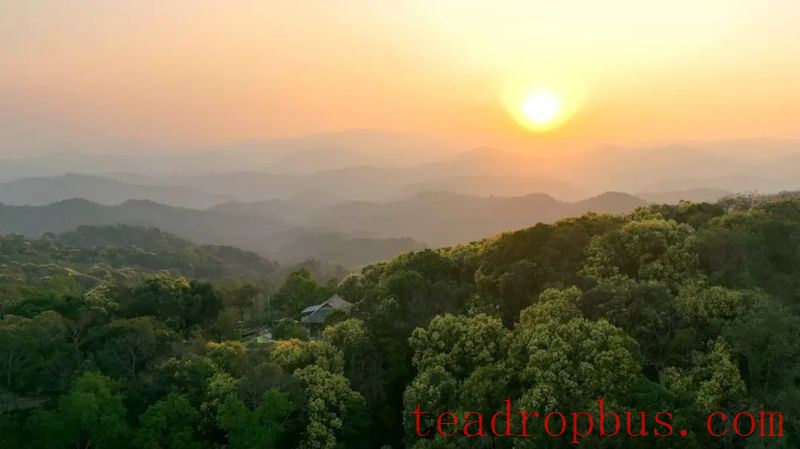The Thousand-Year Tea Growers: The Bulang People of Yunnan-1