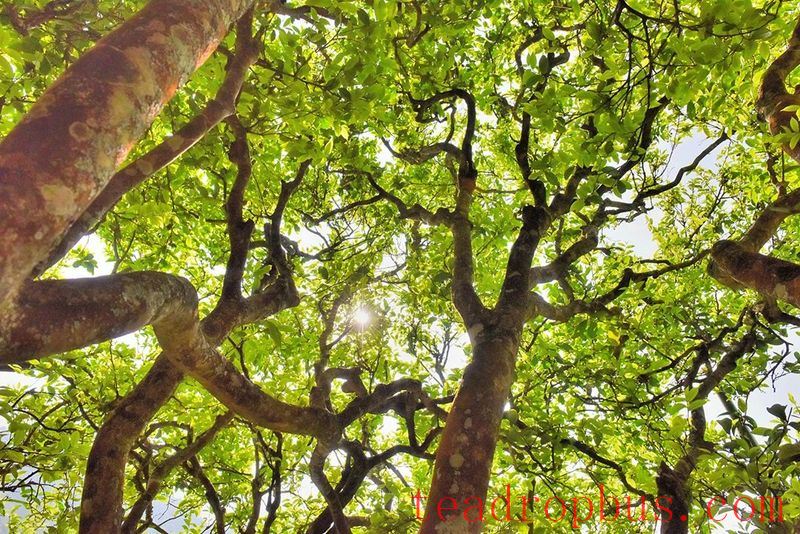 Cangjiang River Brings Life to Spring Tea; Original Ancient Trees are 
