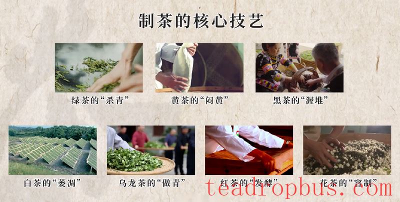 Intangible Cultural Heritage of Humanity: Traditional Chinese Tea Processing Skills - Green Tea Chapter ① – West Lake Longjing-2