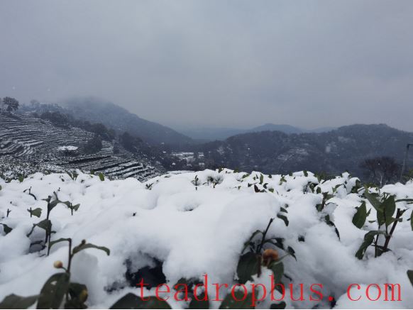 Snowstorms in the Jiangsu-Zhejiang-Jiangxi Region: What Impact on Tea Production and How to Respond?-4
