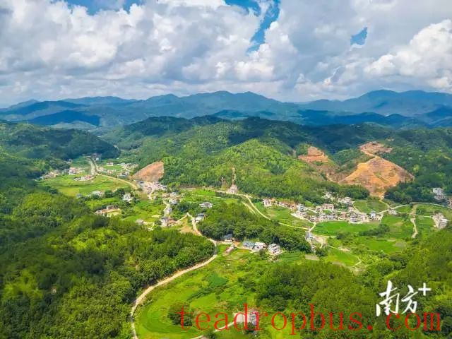 Camellia Oil Plantation: Huangtang Town, Zijin County Aims for 10,000 Mu-1