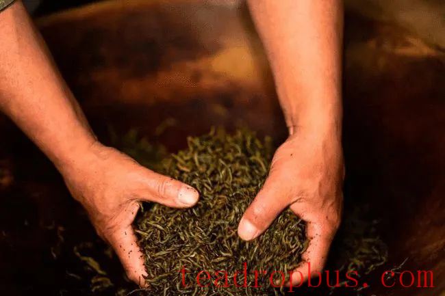 For Black Tea Production, Supplemental Light During Withering-6