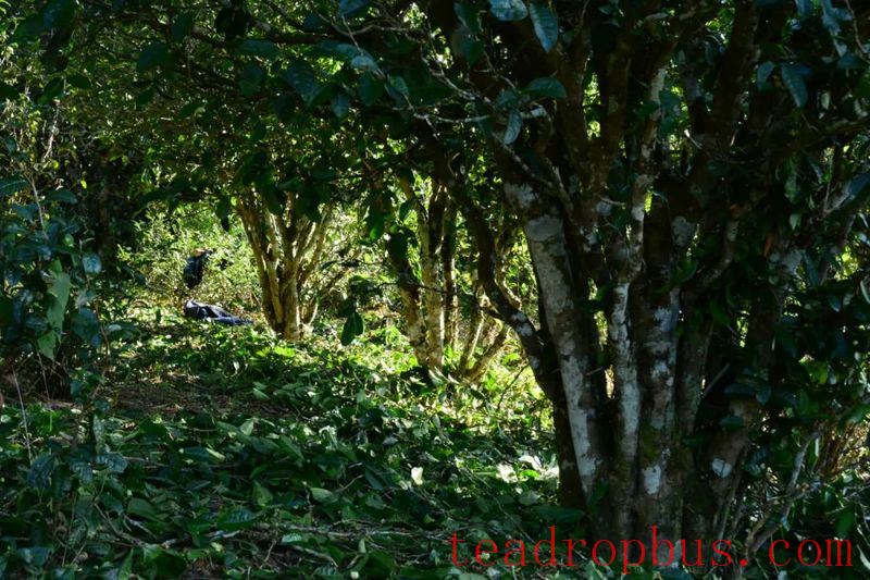 Mangnuo Township: Strengthen Winter Tea Garden Management to Ensure Increased Yields and Income-3