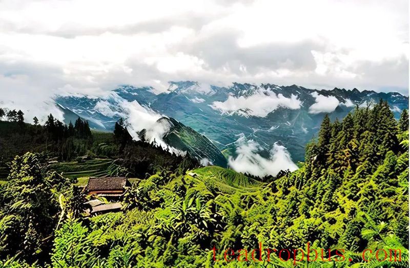 Tea Charm of Malipo Series (Part 1): Malipo Tea – Standing Proud Through Quality and Trust-1